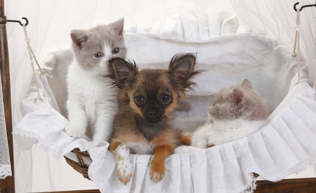 Masz psa lub kota? Oto najnowsze informacje o ich diecie