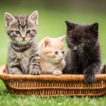 kot Masz rudą kotkę pod opieką? To prawdziwy skarb, jesteś szczęściarzem