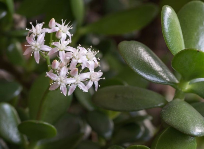 Masz tę roślinę w domu, a choćby nie wiesz, iż kwitnie. Wystarczy jeden zabieg