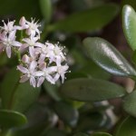 Masz tę roślinę w domu, a nawet nie wiesz, że kwitnie. Wystarczy jeden zabieg