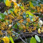 Masz tę roślinę w ogrodzie? Od 2027 r. będzie za nią grozić nawet milion złotych kary