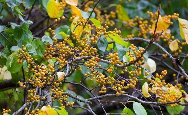 Masz tę roślinę w ogrodzie? Od 2027 r. będzie za nią grozić nawet milion złotych kary