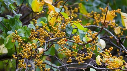 Masz tę roślinę w ogrodzie? Od 2027 r. będzie za nią grozić nawet milion złotych kary