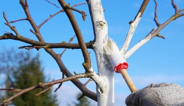Masz w ogrodzie drzewka owocowe? W styczniu koniecznie zafunduj im ten zabieg