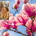 Masz w ogrodzie magnolię? Koniecznie zabezpiecz ją w ten sposób przed mrozem