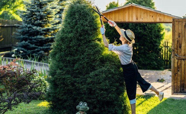 Masz żywopłot w ogrodzie? Sprawdź, czy nie narażasz się na proces sądowy