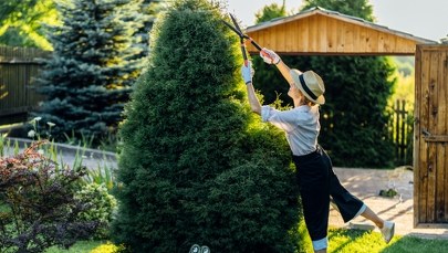 Masz żywopłot w ogrodzie? Sprawdź, czy nie narażasz się na proces sądowy