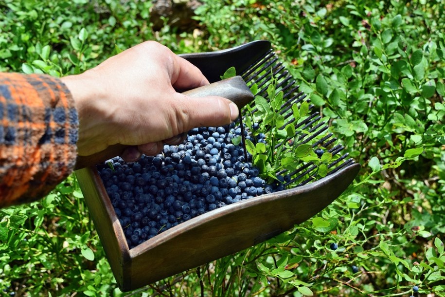 Maszynka do zbierania jagód /Shutterstock