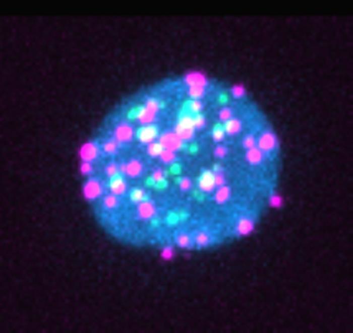 Materiał genetyczny wirusa HIV w postaci zielonych i fioletowych plamek wewnątrz limfocytów T /Aurélie Cleret-Buhot and Mathieu Dubé (both crCRCHUM) /domena publiczna