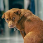 Matka i córka skazane. Znęcały się nad zwierzętami