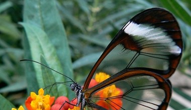 Matka natura przebudowała DNA motyli. Ewolucyjna niespodzianka