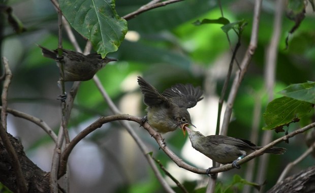 Matki żyją dłużej. Jeśli mają pomoc w opiece nad potomstwem