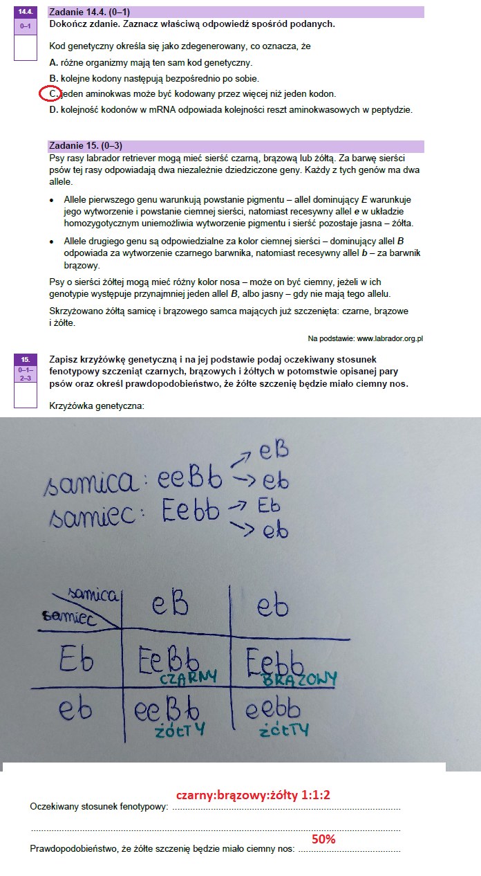 Matura 2023: Arkusze CKE I Odpowiedzi - Biologia - Wydarzenia W INTERIA.PL