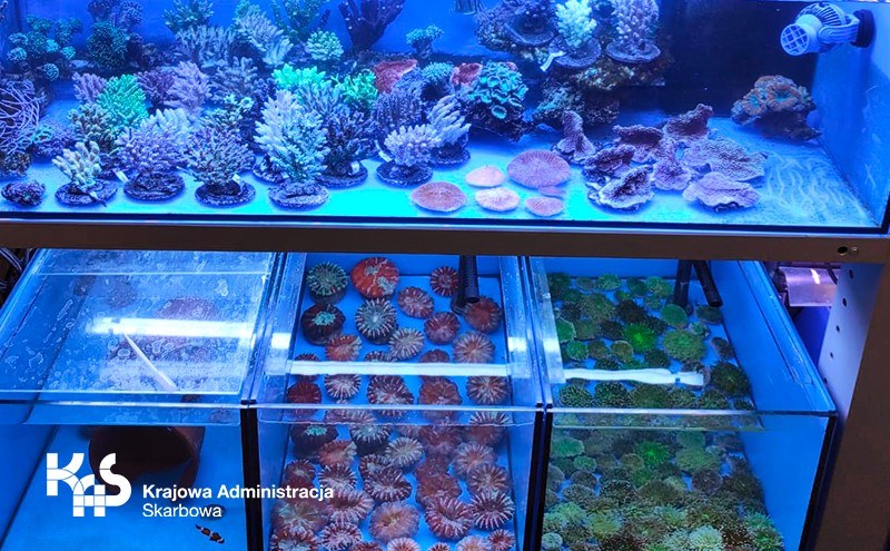 Mazowiecka KAS przejęła nielegalny transport 900 koralowców. /Krajowa Administracja Skarbowa /