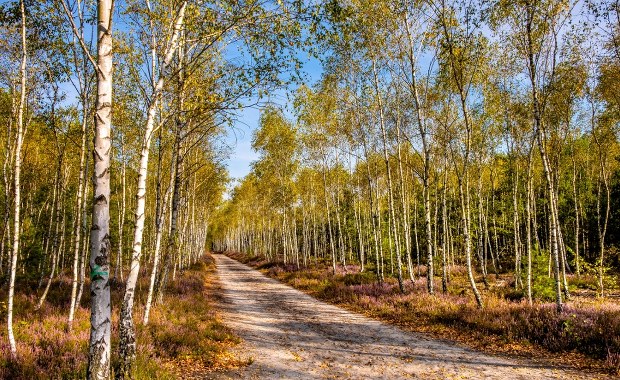 Mazowiecki Park Krajobrazowy uratowany. Kontrowersyjna inwestycja ograniczona