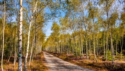 Mazowiecki Park Krajobrazowy uratowany. Kontrowersyjna inwestycja ograniczona