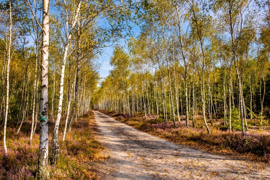 Mazowiecki Park Krajobrazowy /Shutterstock