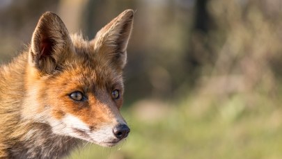 Mazowieckie: Rusza akcja szczepienia lisów. Nie wolno dotykać preparatu!