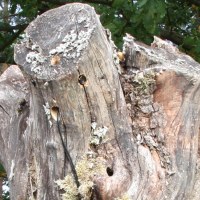 Na Mazowszu zlikwidowano kolejną plantację marihuany