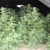 Na Mazowszu zlikwidowano kolejną plantację marihuany