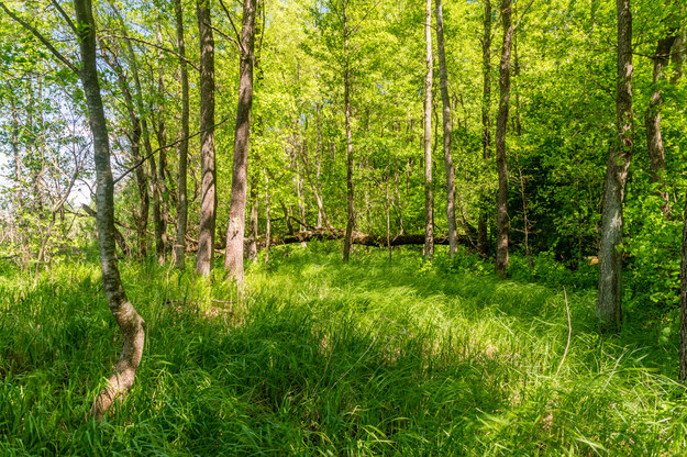 Mazurski Park Krajobrazowy /Shutterstock