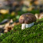 Film (2006)[Razsledvane] Reż.Iglika Triffonova