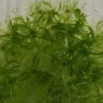 Mech pionierem kosmicznym. Ziemska roślina z potencjałem terraformacyjnym 