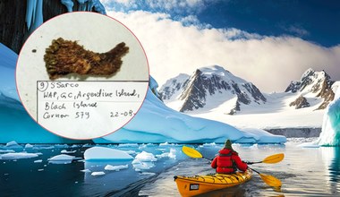 Mech przetrwał na Antarktydzie dwa miliony lat. Odkrycie sukcesem polskich naukowców