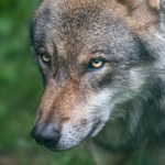 Media mylą wilki z psami. Trwa wielka nagonka, naukowcy napisali list