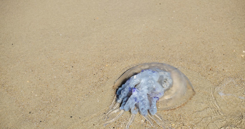 Meduza na plaży /&copy;123RF/PICSEL