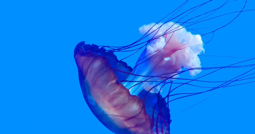 Meduza /&copy;123RF/PICSEL