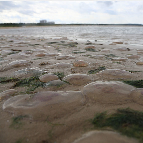 Meduzy na plaży w Świnoujściu /Sławomir Ryfczyński/iswinoujscie.pl /