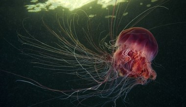 Meduzy śpią jak my. A nawet robią sobie popołudniowe drzemki 
