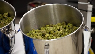 Medyczna marihuana będzie legalna w Polsce. Prezydent podpisał ustawę