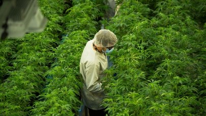 Medyczna marihuana w Polsce. Kiedy? Przełom listopada i grudnia 