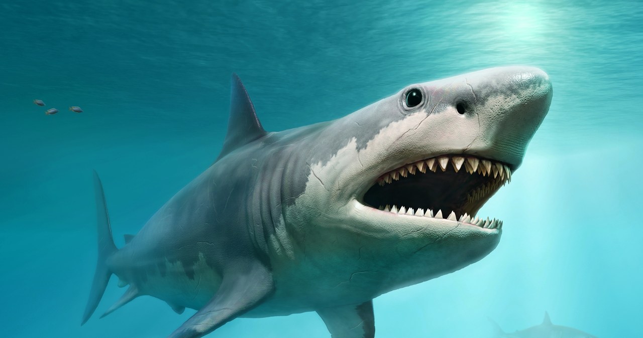 Megalodon - grafika 3D przedstawiająca drapieżnika /123RF/PICSEL