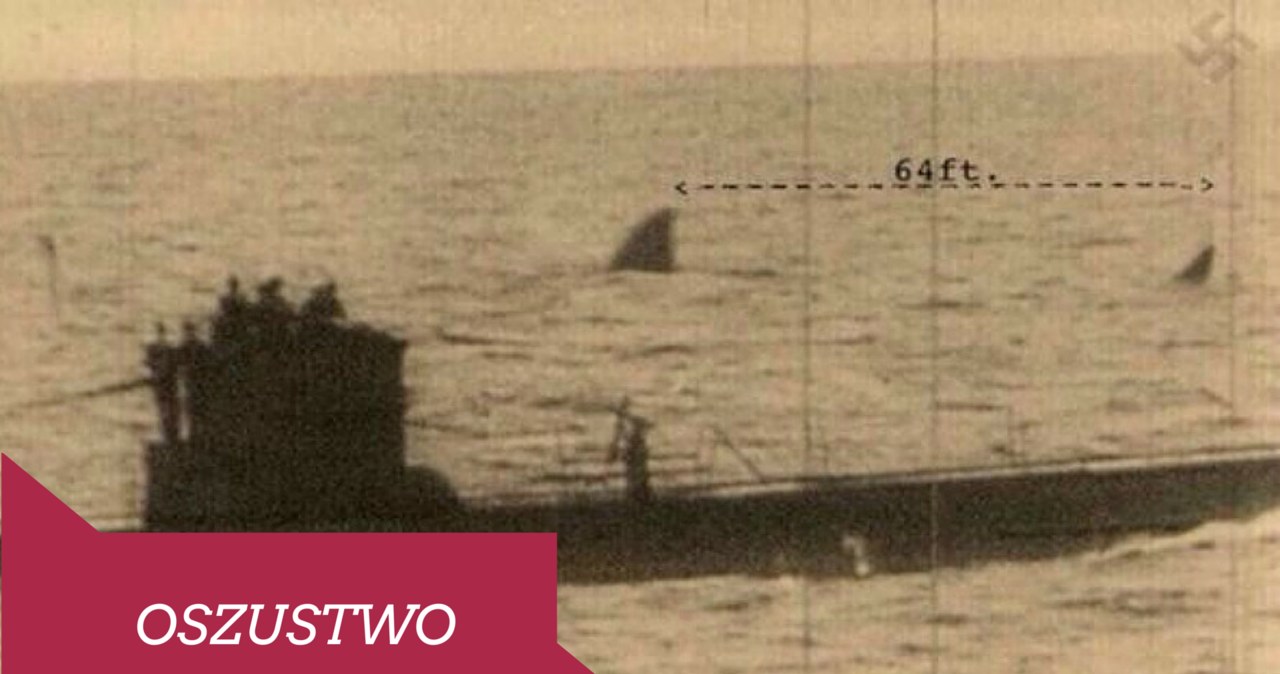 Megalodon obok nazistowskich okrętów podwodnych? To nie może być prawda! /materiały prasowe
