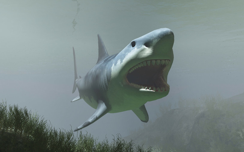 Megalodon to prehistoryczny rekin, który osiągał prawie 20 metrów długości i 60 ton wagi. Jego szczęka składała się z niemal 300 zębów. Niektóre z nich miały ponad 10 cm długości (wizualizacja)) /Raul Lunia /East News