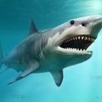 Megalodony mogły mieć nawet 20 metrów długości