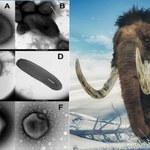 Megawirus "Mamut" sprzed 50 tysięcy lat znaleziony na Syberii! Jest groźny?