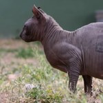 Meksyk: Wytatuowany kot znaleziony w więziennej celi