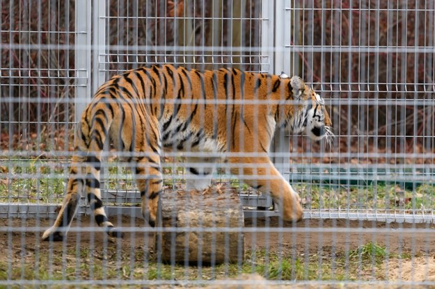 Merida Waleczna, jeden z uratowanych tygrysów, na wybiegu rehabilitacyjnym /Jakub Kaczmarczyk /PAP