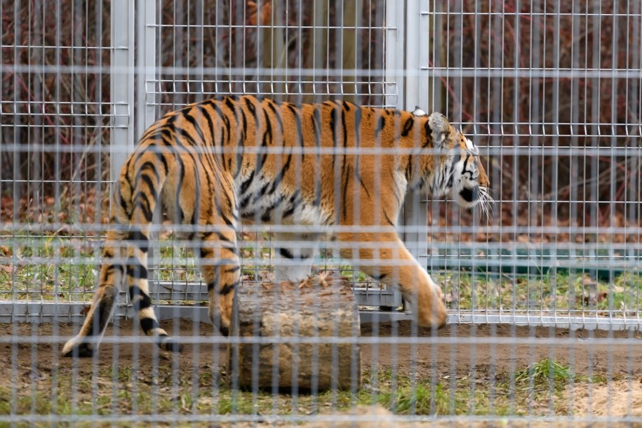 Merida Waleczna, jeden z uratowanych tygrysów, na wybiegu rehabilitacyjnym w Poznaniu /Jakub Kaczmarczyk /PAP