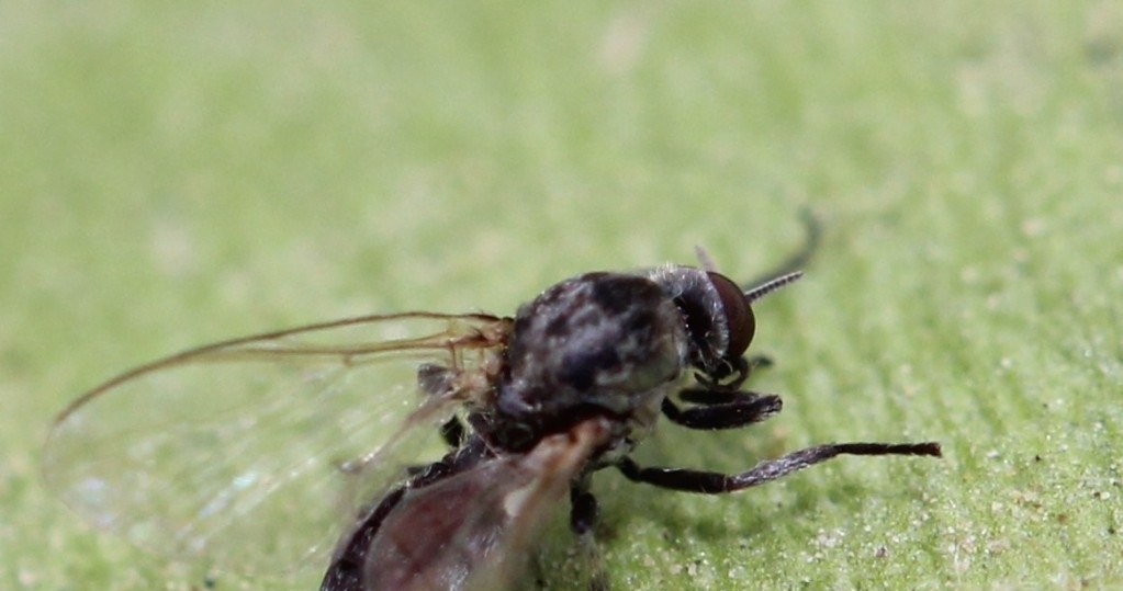 Meszki wyglądają niepozornie, ale potrafią być bardzo dokuczliwe. Ich ugryzienie może nawet wywołać silną reakcję alergiczną. /	AfroBrazilian /Wikimedia