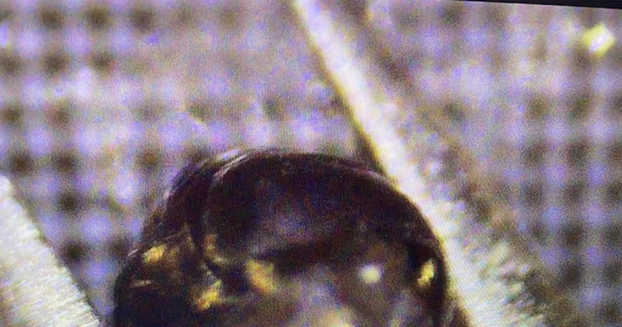 Metalowa kulka, która ma być dowodem na katastrofę UFO nad Oceanem Indyjskim. / źródło: https://avi-loeb.medium.com/ /domena publiczna