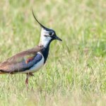 Metalowe kosze przeciw drapieżnikom. Skuteczny sposób na ochronę czajek