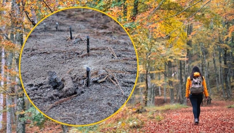 Metalowe pręty wbite w ziemię w województwie lubuskim /Shutterstock/print screen FB Nadleśnictwo Wymiarki /Shutterstock