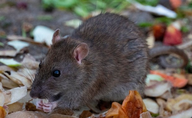 Metropolie mają problem z tymi gryzoniami. "Sami rozwijamy im czerwony dywan"