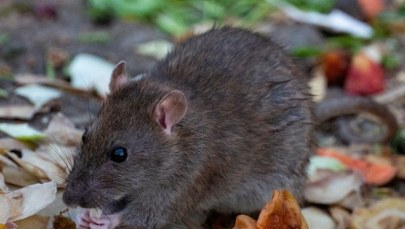 Metropolie mają problem z tymi gryzoniami. "Sami rozwijamy im czerwony dywan"