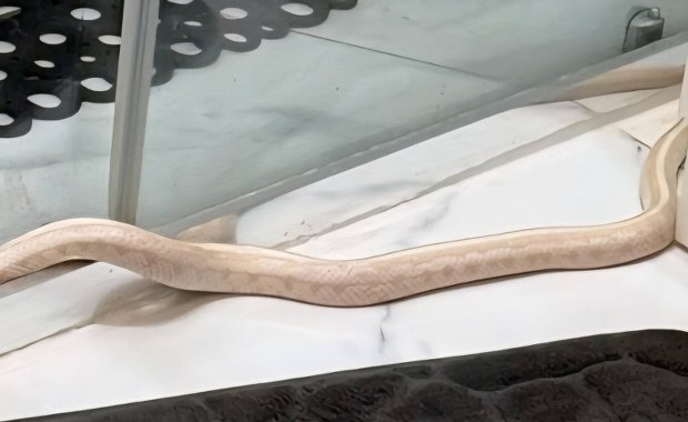 Metrowy wąż w łazience. Zaskakujące odkrycie mieszkańca Elbląga 